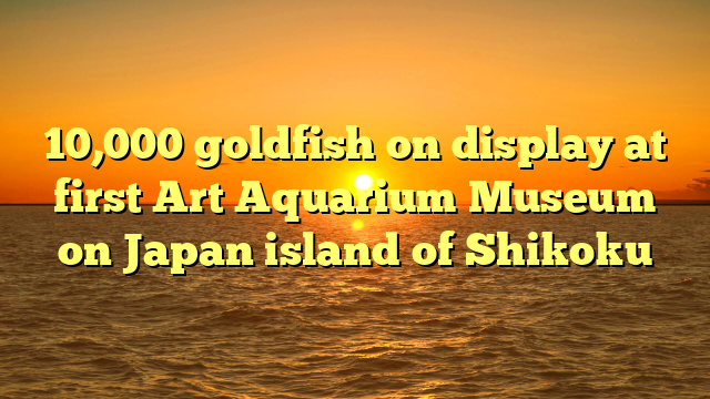 10,000 goldfish on display at first Art Aquarium Museum on Japan island of Shikoku