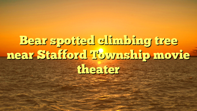 Bear spotted climbing tree near Stafford Township movie theater