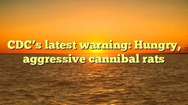 CDC’s latest warning: Hungry, aggressive cannibal rats