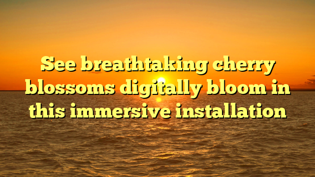 See breathtaking cherry blossoms digitally bloom in this immersive installation